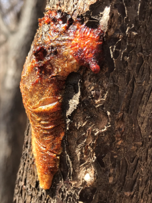 Image of a tree with reddish sap oozing