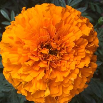 Image of an orange marigold