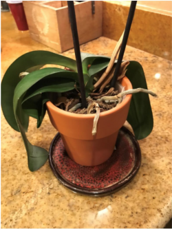 Image of a distressed orchid plant