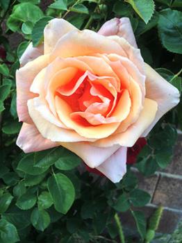 Image of a peach-colored rose