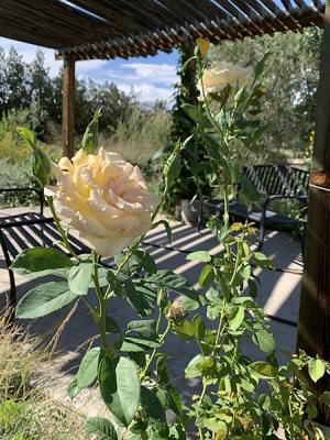 Image of a peach rose.