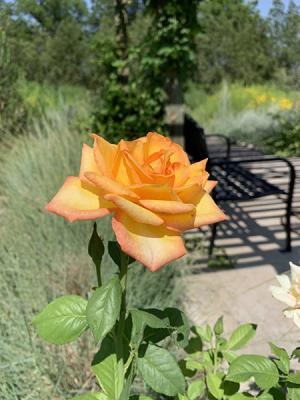 Image of yet another peach rose.