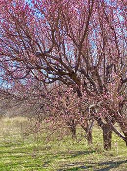 Image of a pink flower peach tree