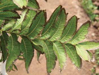 Image of a pecan tree leaf