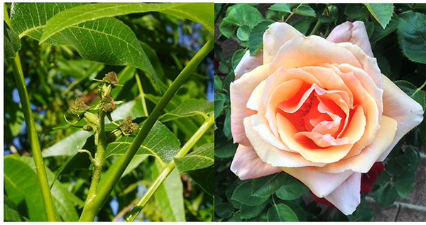 Images of pecan and rose flowers
