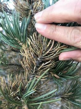 Image of a hand holding pine needles