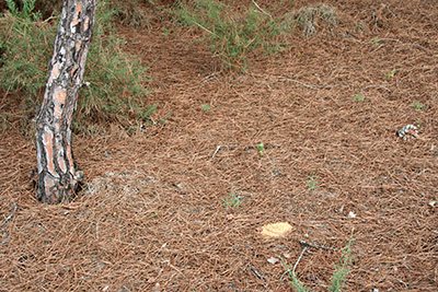Image of pine needles on the ground