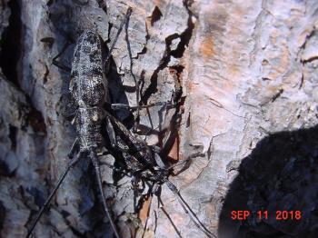 Image of pine sawyer beetle on Austrian pine tree