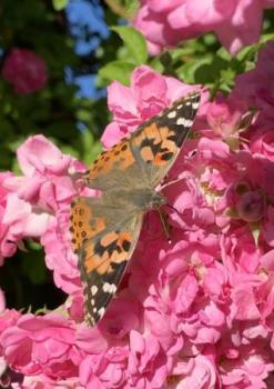 Image of a butterfly on pink roses