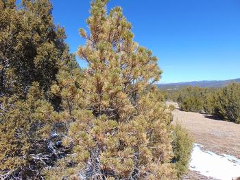 Image of Pi&#241;on trees