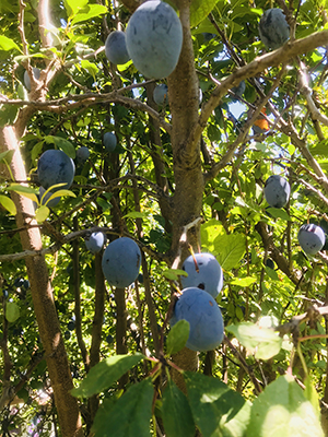 Another image of purple Stanley plums on a tree