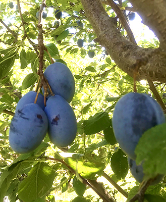 Close-up image of purple Stanley plums on a tree
