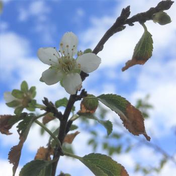 Image of plum tree blooming (white flower)