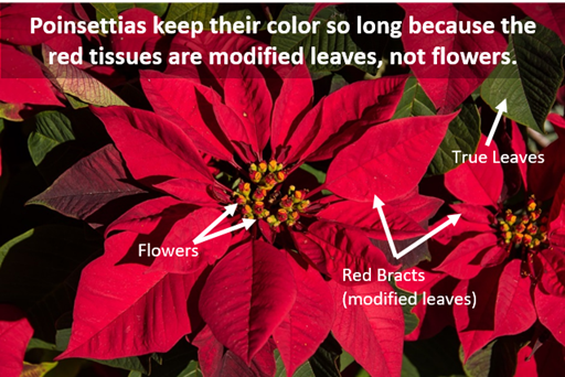 Image of poinsettia parts (flower, leaves, red bracts)