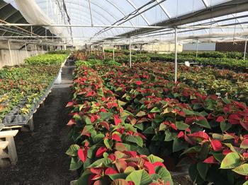 Image of rows and rows of poinsettias