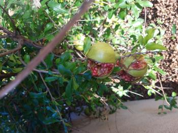 Image of pomegranates split wide open