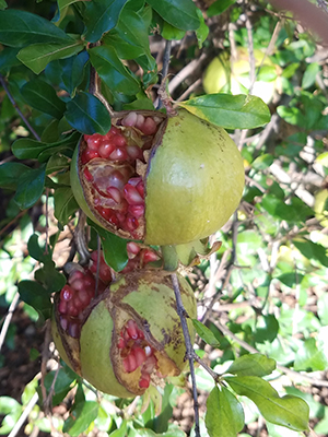 Image of split pomegranates
