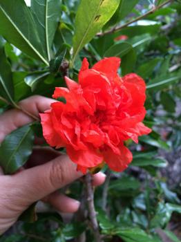 Image of a red flower of a pomegranate blossom