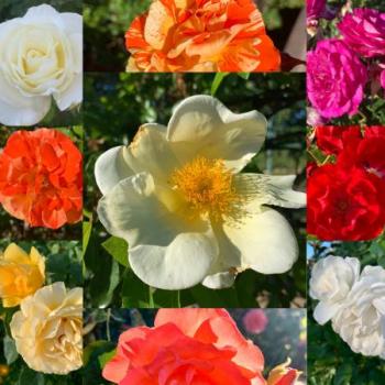Images of different colored roses