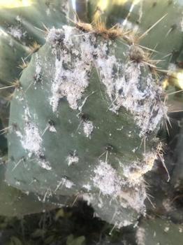 Image of Prickly Pear Cactus with cochineal scale insects