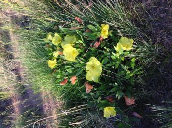 Image of yellow primrose