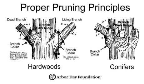 Image of proper pruning principles for Hardwoods and Conifers
