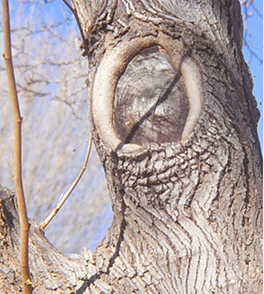 Image of a improperly pruned tree