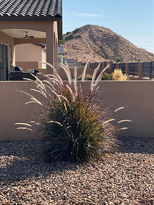 Image of a home upon a hill with a purple fountain grass plant