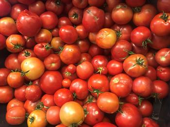 Image of red tomatoes