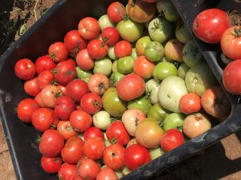 Image of red and green tomatoes