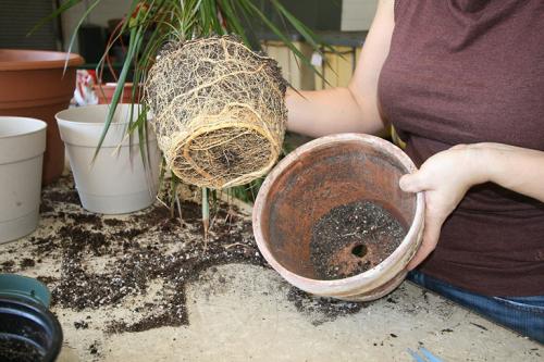 Image of woman repotting a house plant