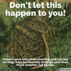 Image of root ball (circling roots can strangle your tree)