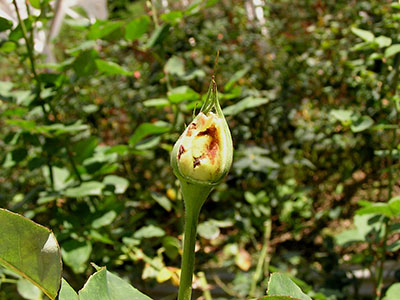 Image of a damaged rose bud