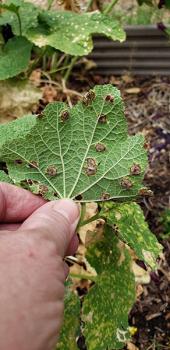 Image of rust pustules on leaf
