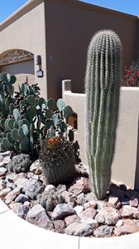 Image of Sonoran saguaro in Las Cruces