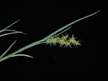 Image of annual weeds: sandbur