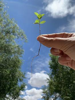 Image of a hand holding a green seedling