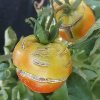 Image of tomato on a vine with markings