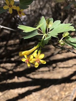 Image of small yellow flowers