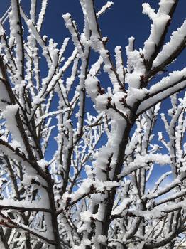 Image of a snow covered tree