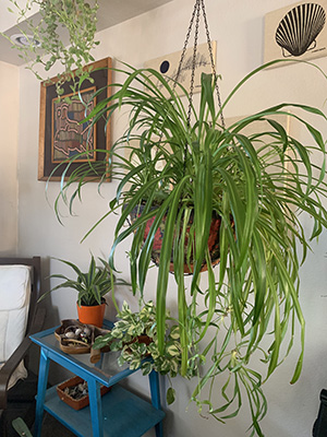 Image of hanging spider plant indoors