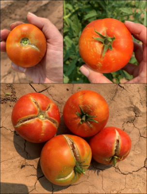 Image of red tomatoes with splits