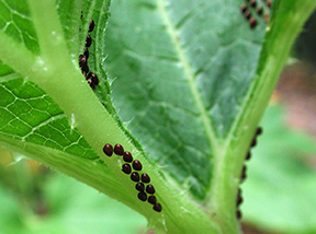 Image of squash bug eggs on green leaves and stems