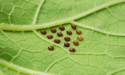 Image of squash bug eggs on a green leaf