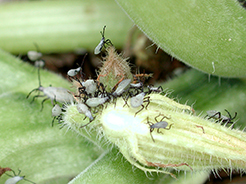 Image of a squash blossom with bug nymphs