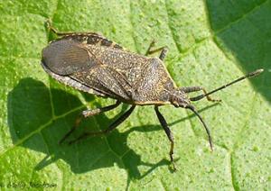 Image of adult squash bug on leaf