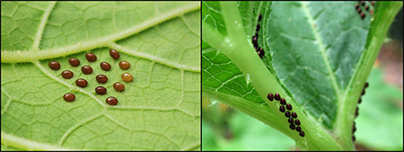 Image of squash bug eggs on leaves and stems
