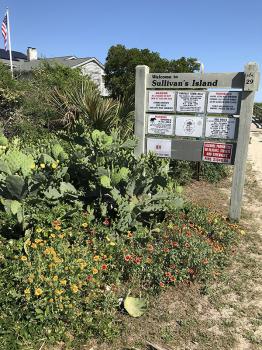 Image of Sullivans Island dunes with sign and flowers