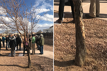Image of attendees at summit and a tree with damage