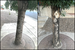 Comparison of a tree trunk with sun damage on one side and not the other